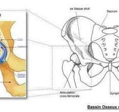 hanche et bassin